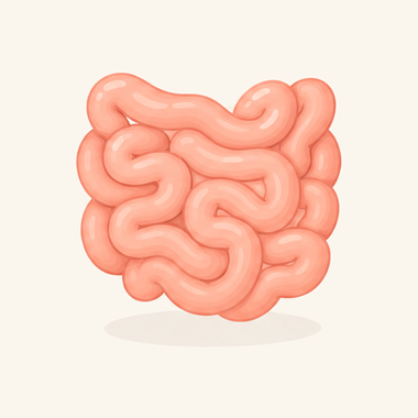 小肠的插画：一团盘绕折叠的粉色软管